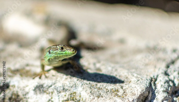 Obraz Lizard Trogir Croatia