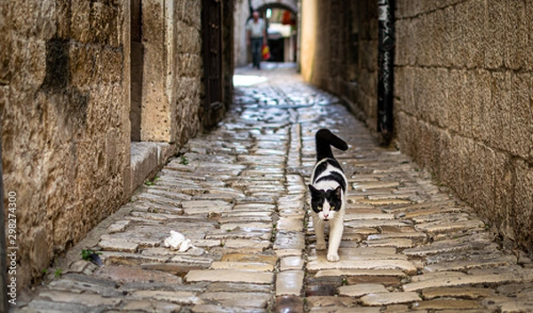 Obraz Cat in ally