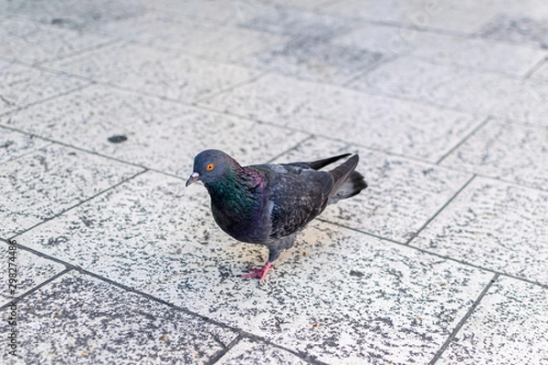 Obraz Pigeon