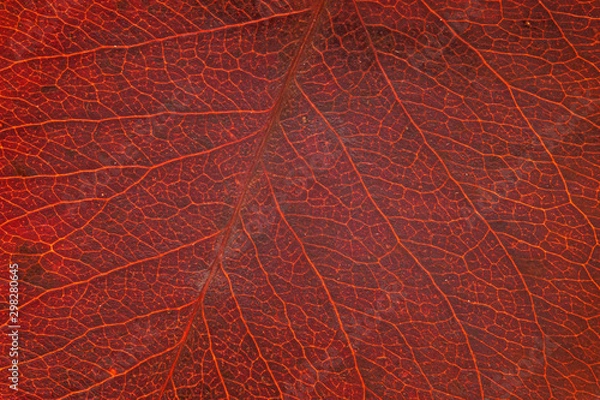 Fototapeta Leaf structure, red nature background. Leaf vein pattern. Macro abstract red striped of foliage from nature