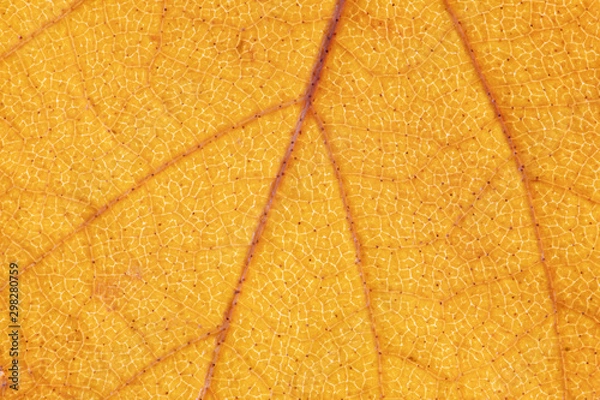 Fototapeta Leaf structure, yellow nature background. Leaf vein pattern. Macro photography high resolution.