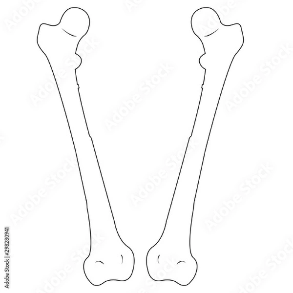 Obraz Femur Bone. Vector illustration-1