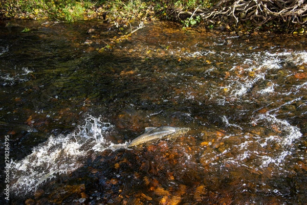 Obraz Salmon swimming upstream