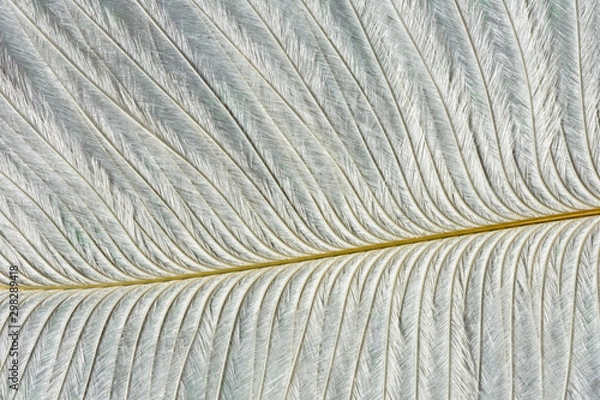 Obraz abstract background with white feather texture, close up feather