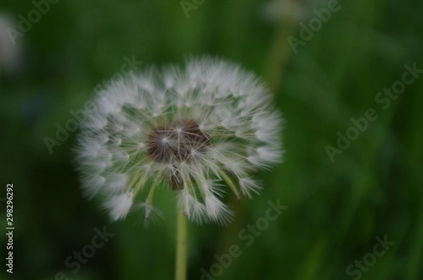 Obraz Soft old dandelion 