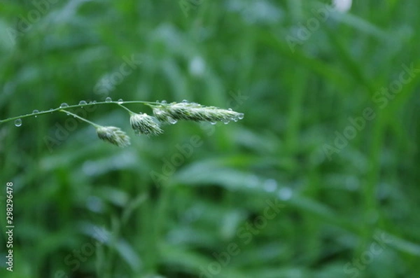 Obraz Grass strand with dewdrops