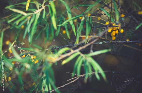 Fototapeta дерево   лист   растение   коала   лекарство   масло   лечение