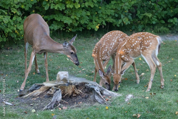 Obraz Deer Doe with fawns