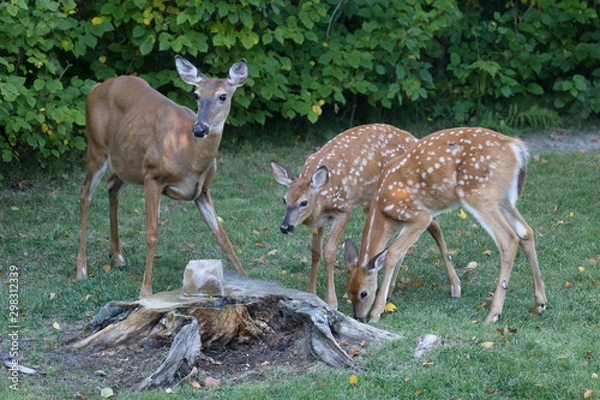 Obraz Deer Doe with fawns