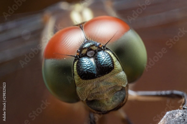 Fototapeta close up macro dragonfly head