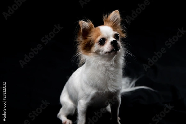 Obraz chihuahua on black background