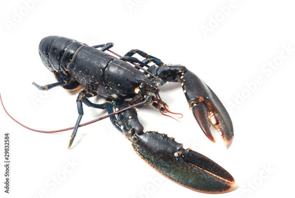 Obraz Lobster Breton