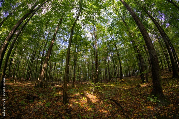 Fototapeta path in the forest