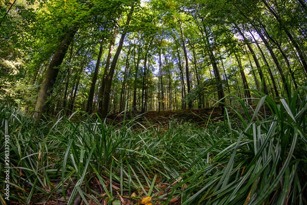 Fototapeta trees in forest