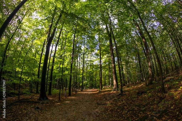 Fototapeta path in the forest
