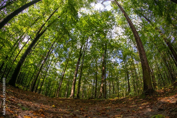 Fototapeta path in the forest