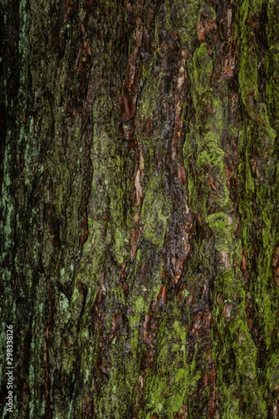Fototapeta bark of a tree