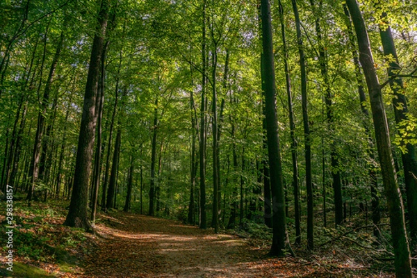 Fototapeta path in forest