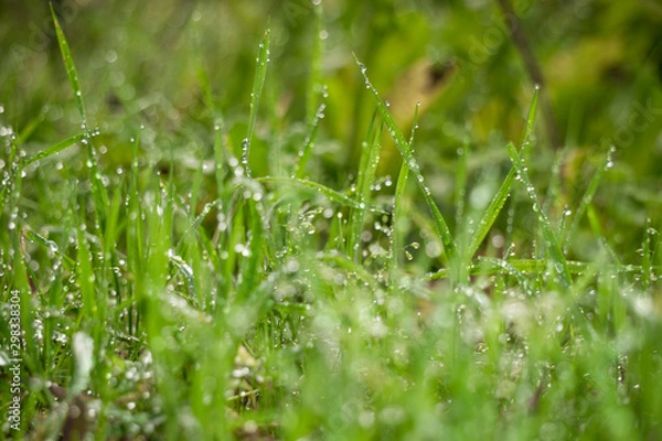 Fototapeta green grass with water drops
