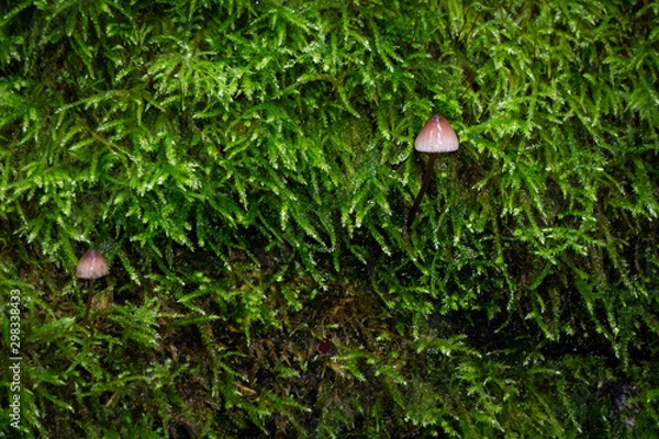 Fototapeta Pilz im Moos