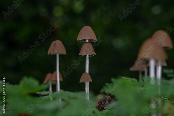 Fototapeta Pilze im Wald
