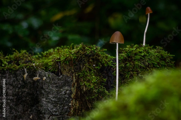Fototapeta Pilze im Wald