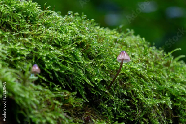 Fototapeta Pilz im Moos