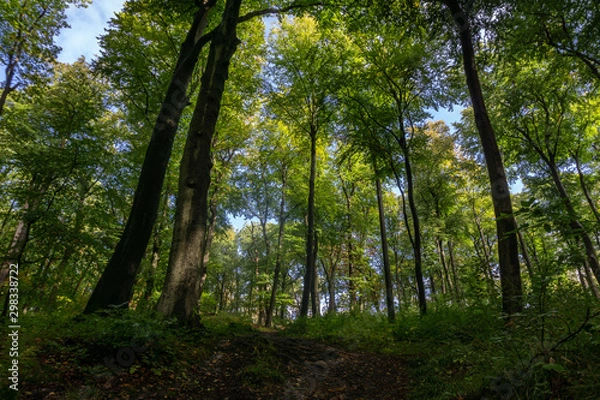 Fototapeta trees in the forest