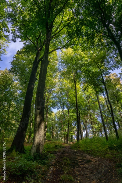 Fototapeta trees in the forest