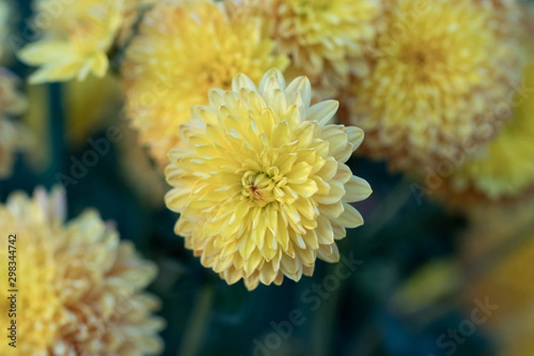 Obraz yellow chrysanthemums close up in autumn Sunny day. Autumn flowers.