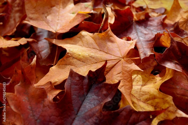 Fototapeta Colorful Autumn Leaves