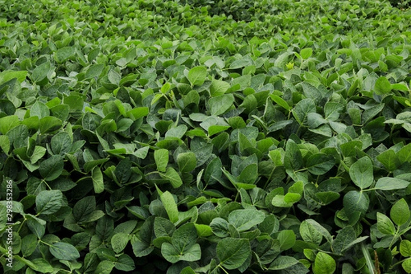 Obraz Green soybeans on the field
