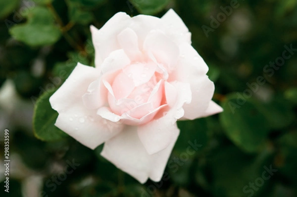 Fototapeta pink rose with water drops