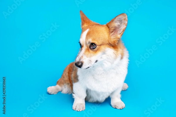 Fototapeta Little purebred Corgi sits and poses in a photo studio in front of the camera