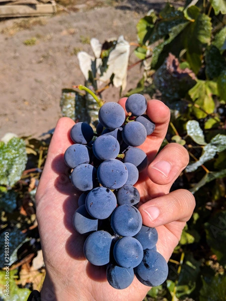 Obraz Grape for wine