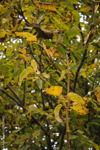 Obraz Old yellow leaves on the tree