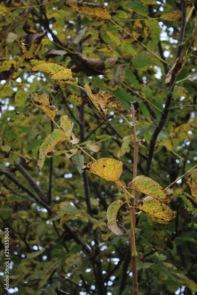 Obraz Old yellow leaves on the tree