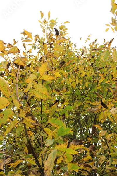 Obraz Old yellow leaves on the tree
