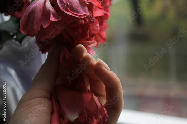 Obraz Hand holds flower on window background