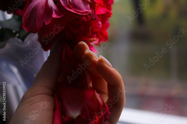 Obraz Hand holds flower on window background