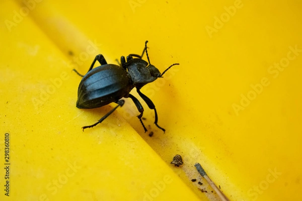 Obraz Beetle on leaf