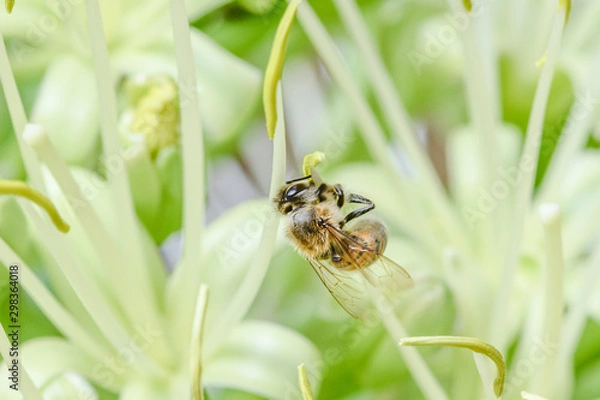 Obraz bee on foxtail agave bloom