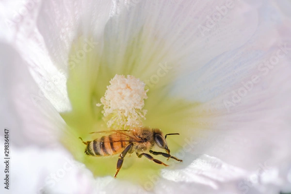 Obraz bee on hollyhock