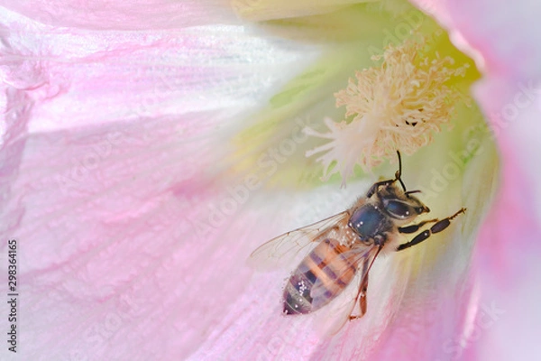 Obraz bee on hollyhock