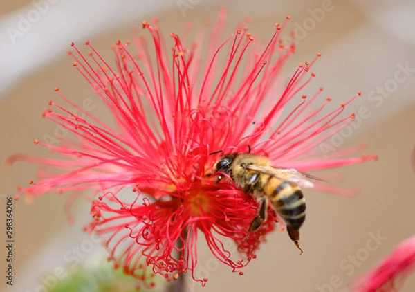 Obraz bee on bottlebrush