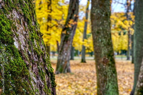 Fototapeta Coloured maple leaves in the fall. well convey the mood of autumn Close up orange leaves on ground with forest on background. HDR