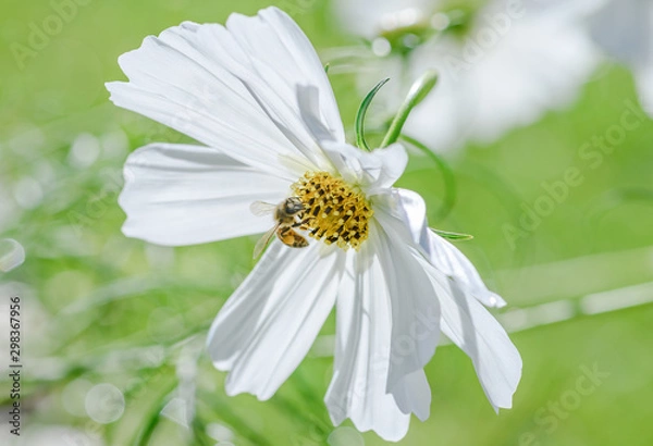 Obraz bee on white cosmos