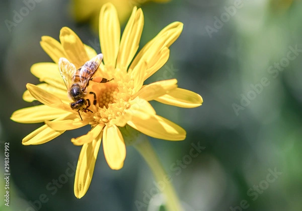 Obraz bee on yellow flower