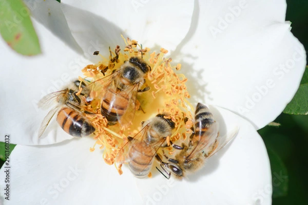 Obraz bees on white rose