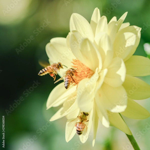Obraz bees on yellow flower